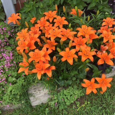 Profile Picture of Sherrie Loyd (@loyd_sherrie) on Twitter