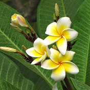 Profile Picture of Dylan Chau (@dylanchau7791) on Youtube