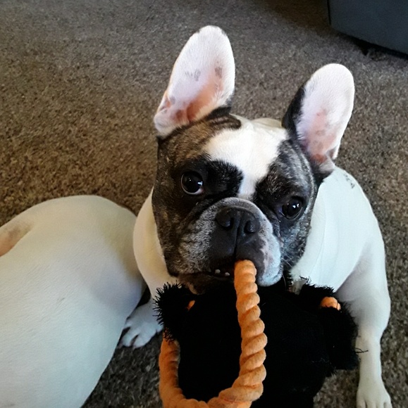 Profile Picture of Laurie Ognian (@muddpie430) on Poshmark