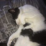 Profile Picture of Hansen 🐱 (@___hansenbuddy___) on Instagram