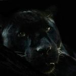 Profile Picture of Kevin Tanner (@kevintanner209) on Instagram