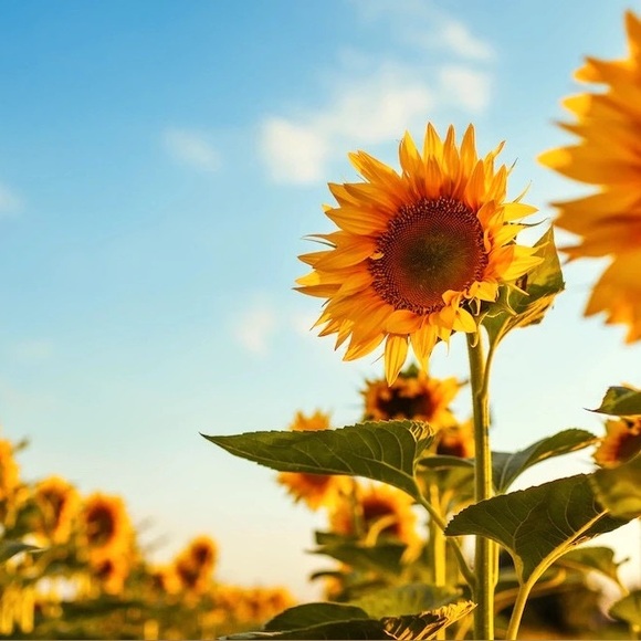 Profile Picture of Carole Cluff (@carolecluff) on Poshmark