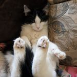 Profile Picture of Colin Brown (@colincatsfantastic) on Instagram