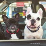 Profile Picture of Jeremy & Olga (@california_frenchies) on Instagram