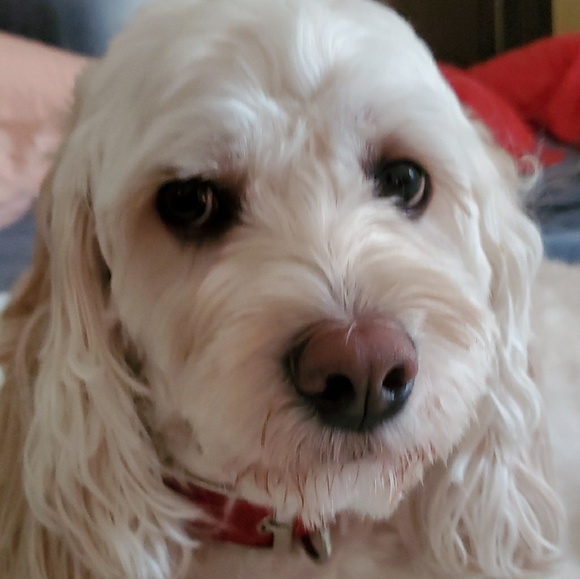 Profile Picture of Vida Corpuz (@vcorpuz88) on Poshmark