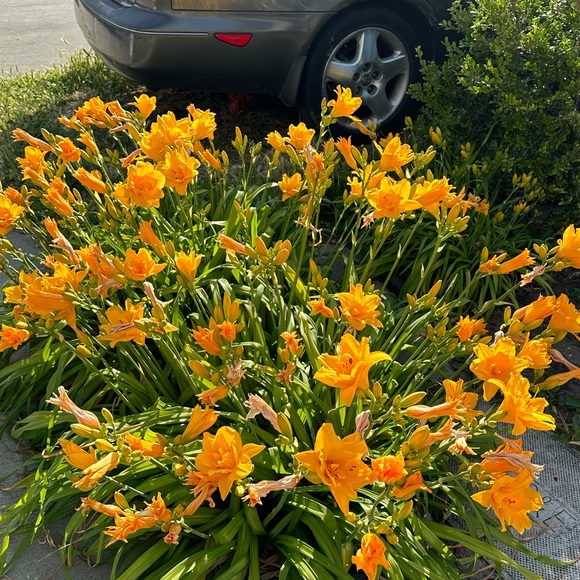 Profile Picture of Kim Lam (@kimlam78) on Poshmark