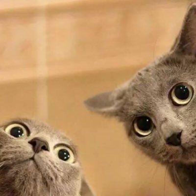 Profile Picture of Ariel (@ArielWangApril) on Twitter