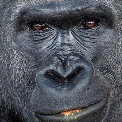 Profile Picture of David L. Petrasek Sr. (@PetrasekSr) on Twitter