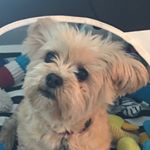 Profile Picture of Muffin Robert (@cuteasabutton_muffin) on Instagram