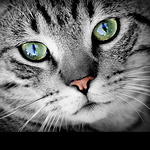 Profile Picture of Edward Travis (@strictlycats51) on Flickr