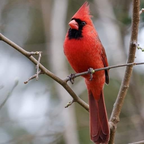 Profile Picture of Dawn Basile (@dawnski6) on Poshmark