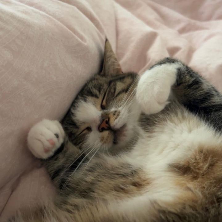 Profile Picture of tessa☾ (@tessafischer._) on Tiktok