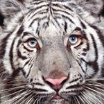 Profile Picture of Tomas Komárek (@thomas_frizure) on Instagram