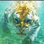 Richard Baldenegro - Facebook Profile Picture of Richard Baldenegro (@richard.baldenegro.50) on Facebook