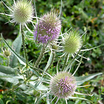 Profile Picture of Fred Thomas (@fred.t1954) on Flickr