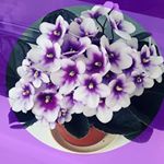 Profile Picture of Ирина Писарева (@fialochki_irinki) on Instagram