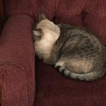 Profile Picture of AnnJi Hodorowicz (@annji_xxi) on Instagram