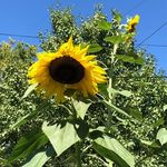 Profile Picture of Andrea Bartlett Rowell (@andhap) on Instagram