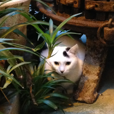 Profile Picture of 貓貓 (@TsaiRongCheng) on Twitter