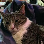 Profile Picture of Ritch N Misty Jimerson (@bogies_bulletin) on Instagram