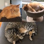 Fezzik, Vincent, Walter - Instagram Profile Picture of Fezzik, Vincent, Walter (@thethreecatstooges) on Instagram