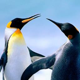 Profile Picture of Neil Blakely (@neil_blakely) on Twitter