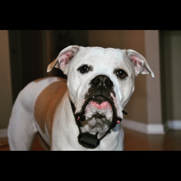 Profile Picture of Austin Moe (@austinlulu612) on Poshmark