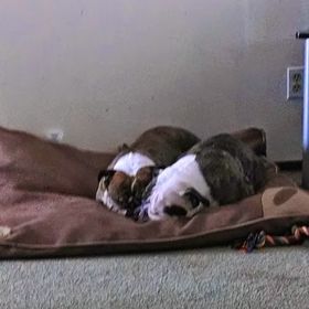 Profile Picture of william horvath (@saberbulldog) on Pinterest