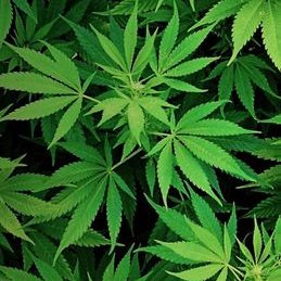 Profile Picture of Fabio Nelson López (@fabiolopez20041) on Twitter