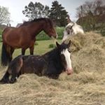 Profile Picture of Yolanda Cooper Pritchard (@landipritchard) on Instagram