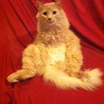 Profile Picture of Melvin Ferguson (@melvinray_thecat) on Instagram