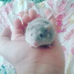 Profile Picture of gus-gus campbell (@gus_gus_c) on Instagram