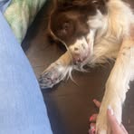 Profile Picture of Amanda Pichette (@ruffday.ab) on Facebook