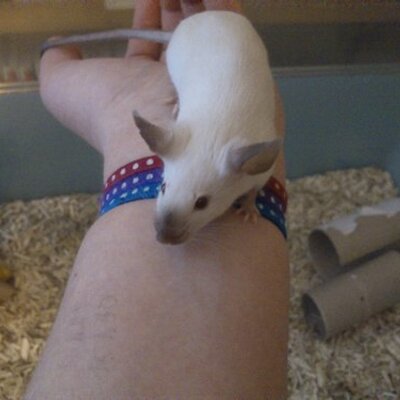 Profile Picture of Laure Vidal--Roussel (@DoraTsuu) on Twitter