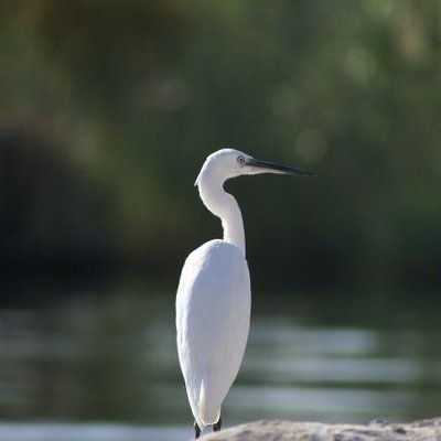 Profile Picture of Mike. Maung (@maungaye132) on Twitter