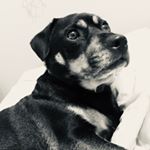 Profile Picture of Bazza Spazza (@byronwolffe) on Instagram