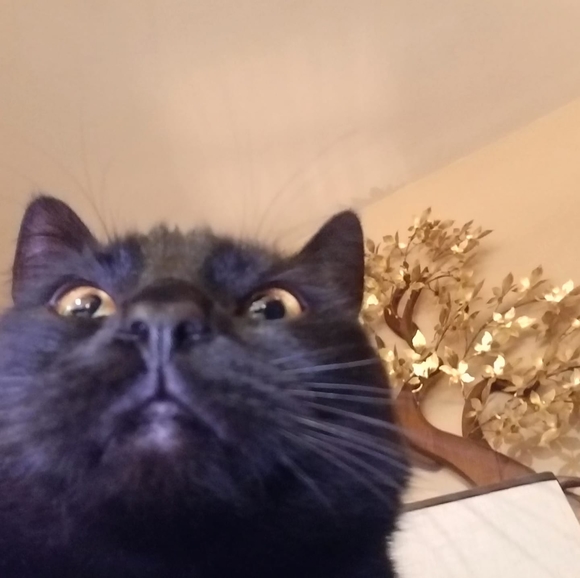 Profile Picture of Rebecca Blevins (@rebeccablevi428) on Poshmark