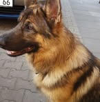 Profile Picture of Thomas Morgenstern (@thomas.morgenstern.5686) on Facebook