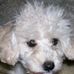 Profile Picture of MsSaffy Poodle Scott (Saffy) (@mssaffy.poodlescott) on Facebook