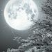 Profile Picture of S.L. Wolfe (@sandilw43) on Pinterest