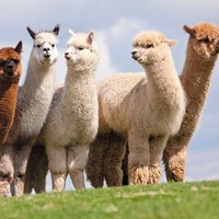 Profile Picture of Cheryl Cooper (@cheryl-cooper-42) on Quora