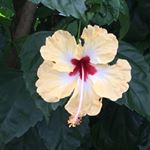 Profile Picture of Shirley Swanson Huber (@shirley2allie) on Instagram