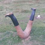 Profile Picture of Alexander Heckel (@xandybull) on Instagram