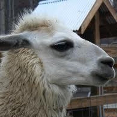 Profile Picture of Lillian Richard (@ylillianxlc) on Twitter