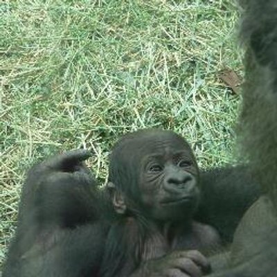 Profile Picture of Jerri Lynn Curran (@irishgorilla) on Twitter