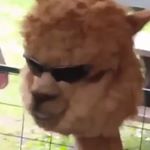 Profile Picture of Spamuel Isaac (@sam_the_beals_spam) on Instagram