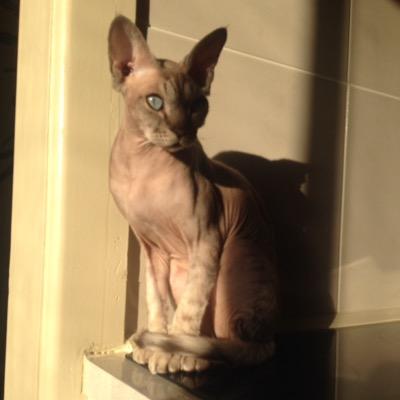 Profile Picture of Mark Sylvester (@amacallit) on Twitter