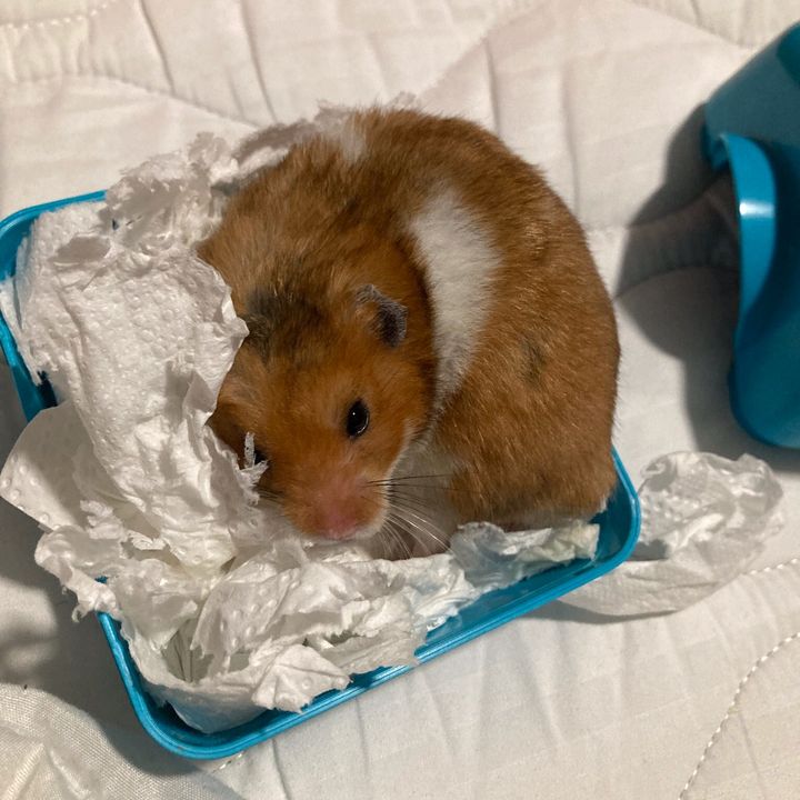 Profile Picture of Kieran Boyle (@kieran.boyle3) on Tiktok