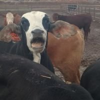 Dominic Stephens - Twitter Profile Picture of Dominic Stephens (@beef_boss) on Twitter