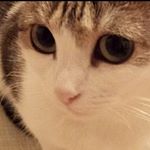 Profile Picture of Давид (@davidvovk2003) on Instagram